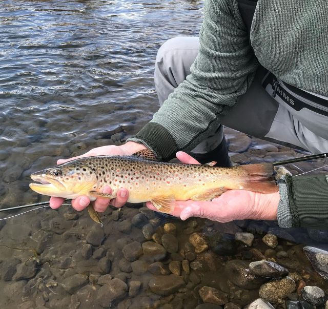 Fly Fishing Southern Colorado: An Angler's Guide (The Pruett Series)